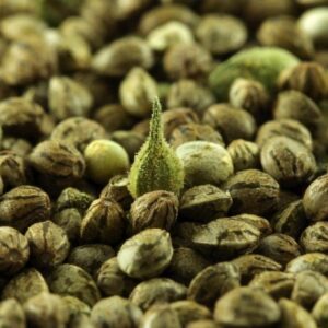 pack 3 graines Super Lemon Haze thc seeds